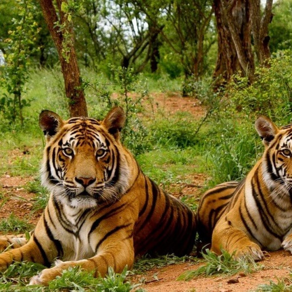Sariska Tiger Park